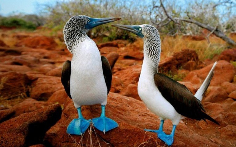 Blue Footed Booby.jpg