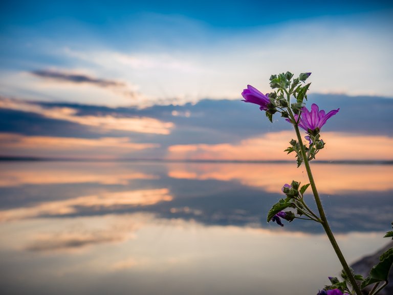 flower_on_sunset.jpg