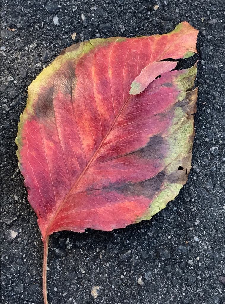 Red Leaf.jpg