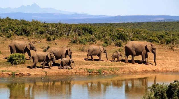 elephant-herd-of-elephants-african-bush-elephant-africa-59989.jpeg