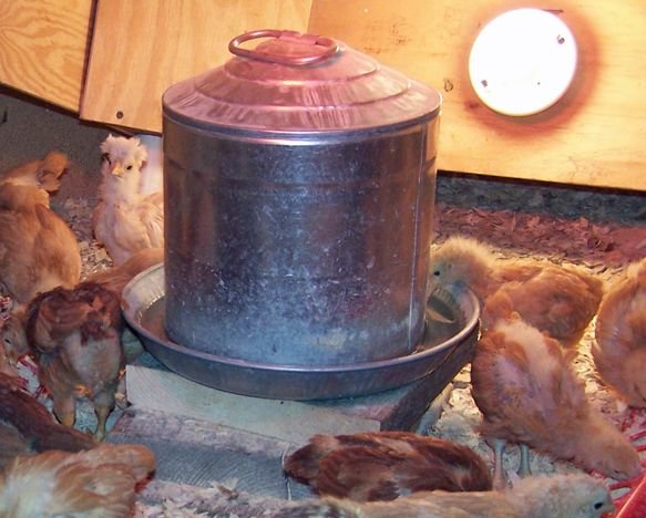 Chicks - 3 weeks6 waterer crop May 09.jpg