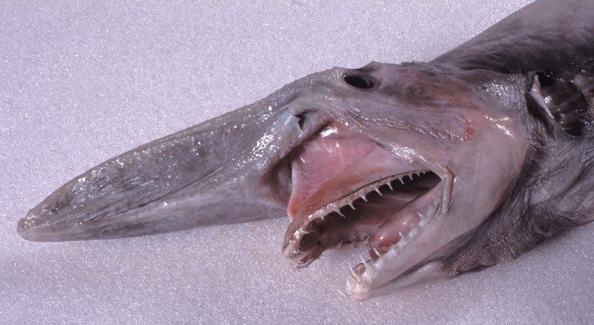 goblin-shark-670x367.jpg