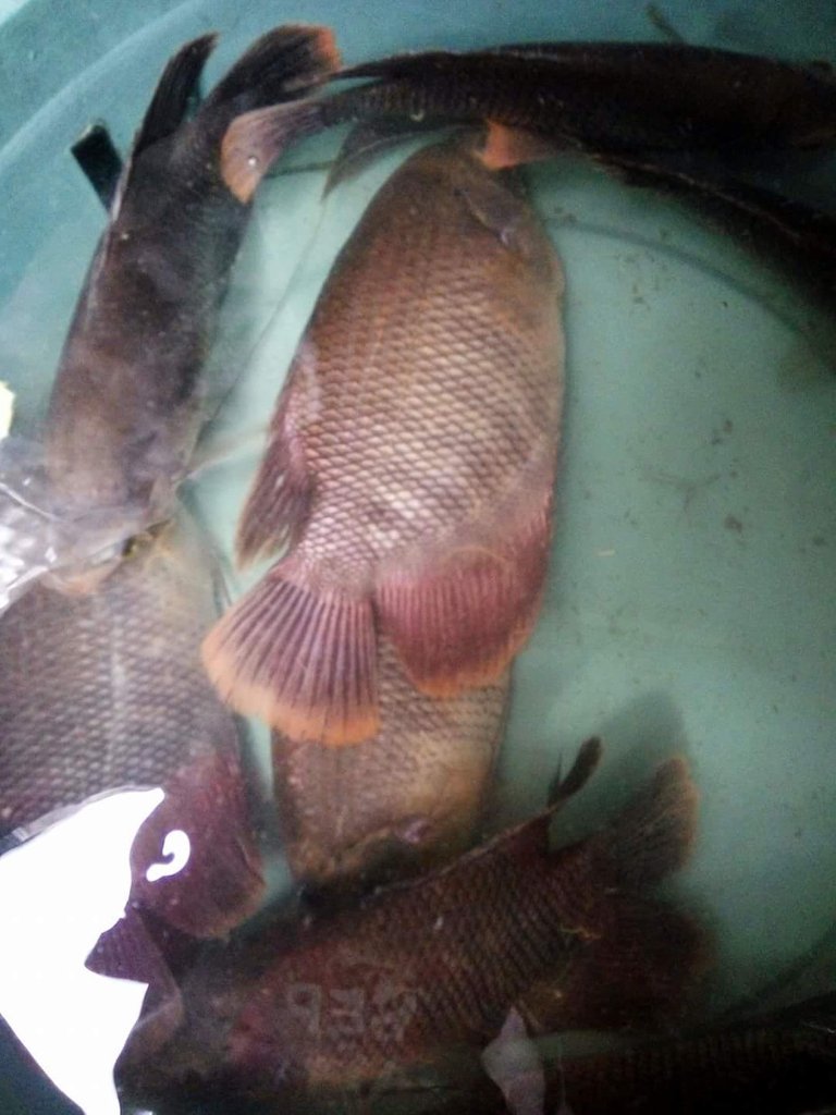 ikan dalam ember.jpg