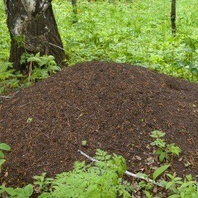 Ant hill.jpg