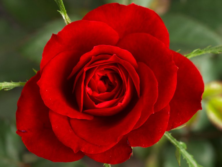 Small_Red_Rose.JPG