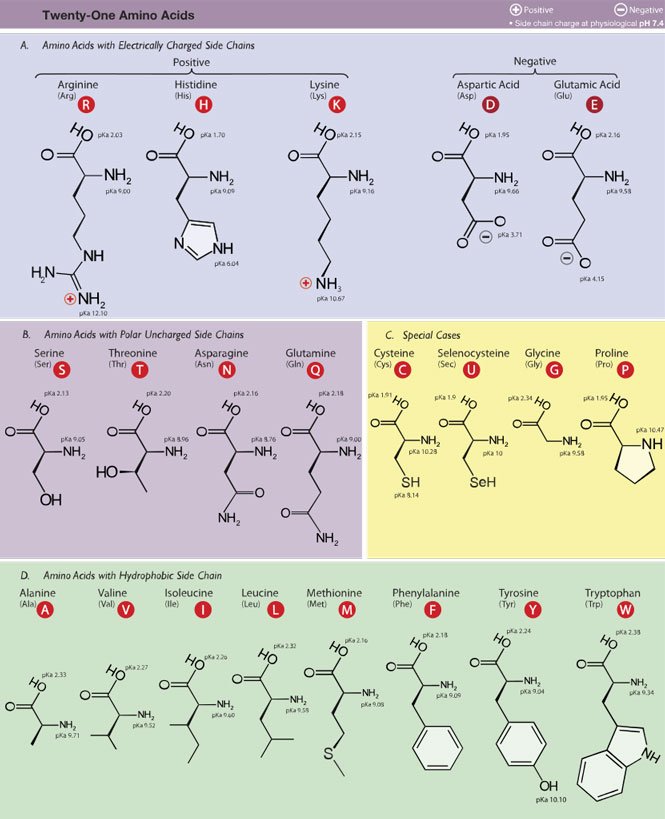 Amino_Acids.jpg