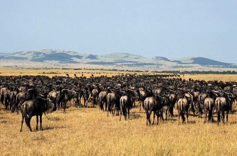 Serengeti National Park.jpg