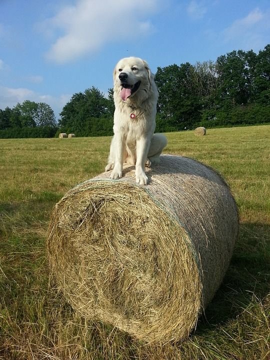 haybaling flying start.jpeg