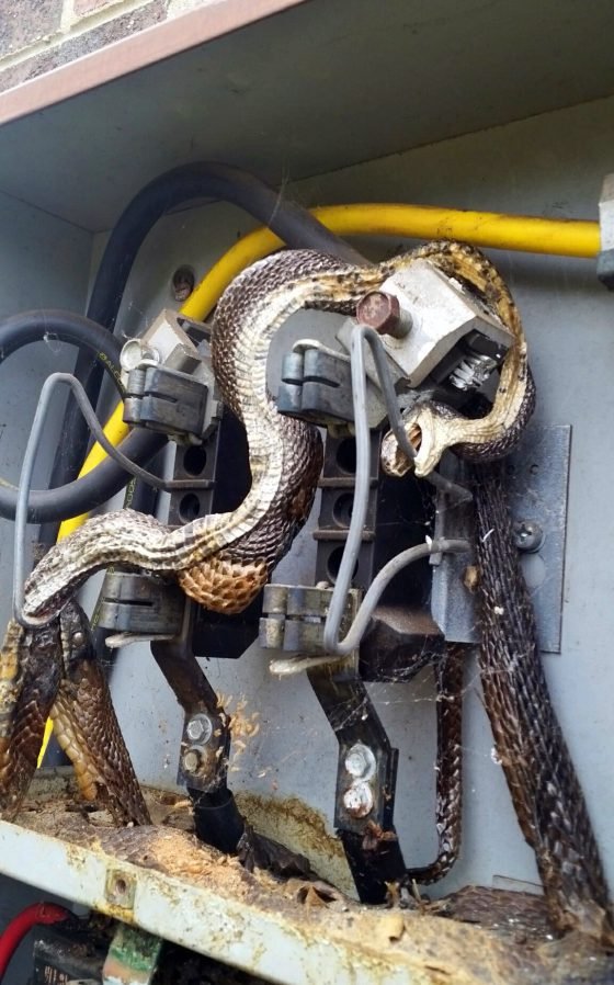 Snakes_electrical-equipment_upgrades-services.jpg