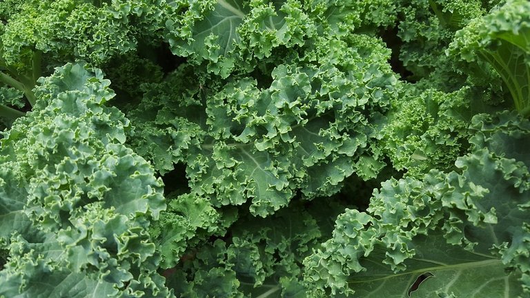 7.kale.jpg