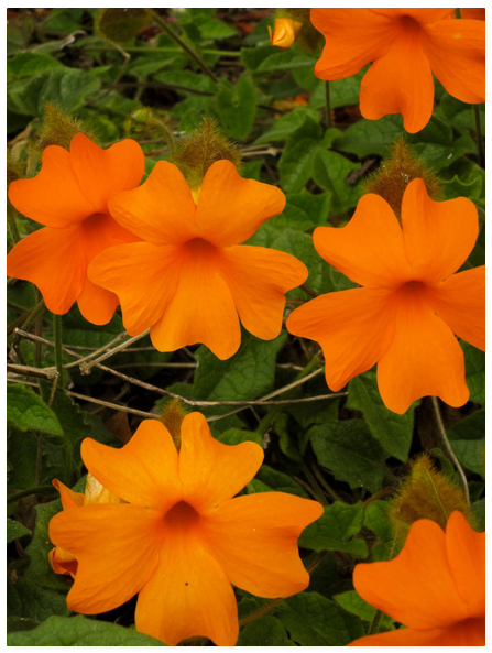 Orange poppies Print.PNG