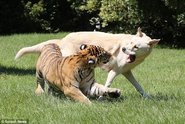 akbash with tiger.jpg