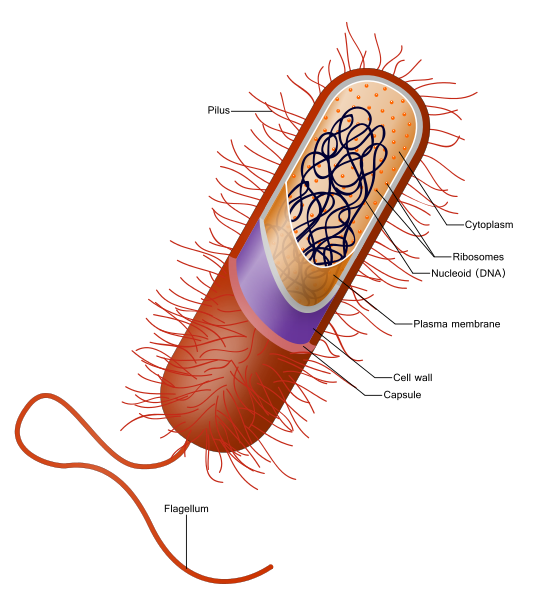 Prokaryote_cell.svg.png