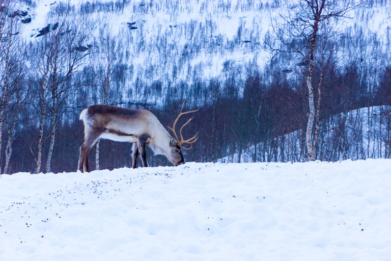 Arctic reindeer.jpg