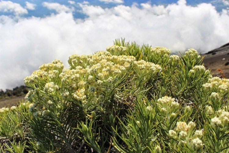 Bunga-Edelweis-Gunung-Rinjani.jpg