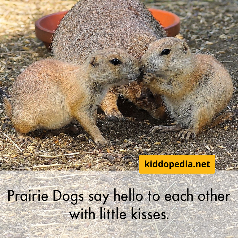 12 Prairie Dog.png