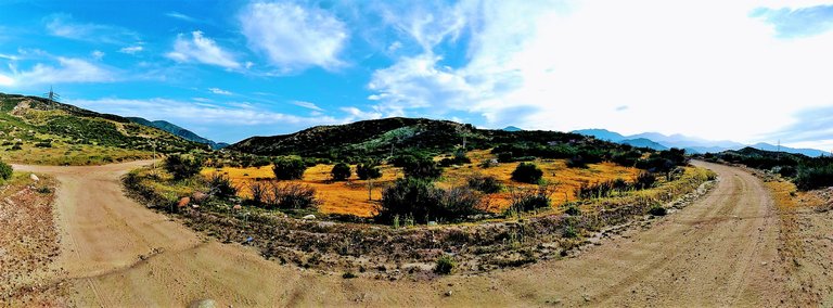 pano yellow.jpg