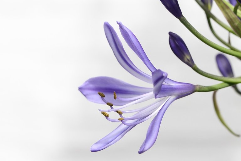 agapanthus-1465146_960_720.jpg