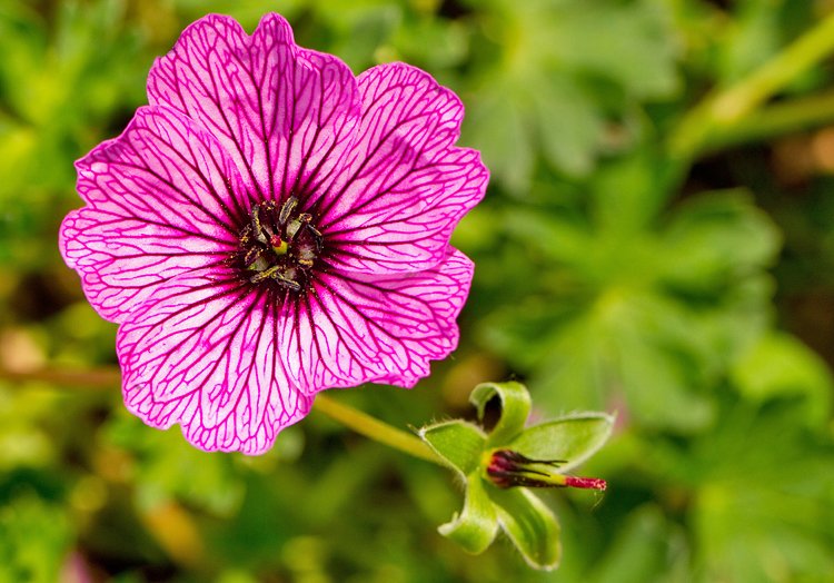 Hardy geranium pink.jpg