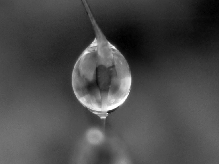 22315821273 - moss with raindrops like blown glass after the rain bw.jpg