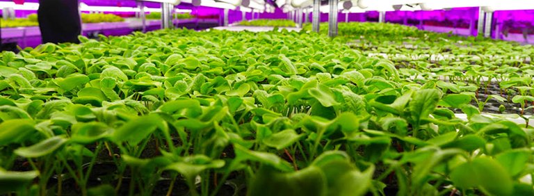 retina_Panasonic-Indoor-Vegetable-Farm_Three.jpg