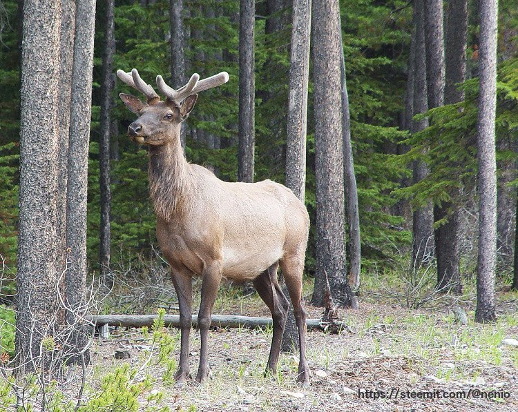 elk-banff.jpg