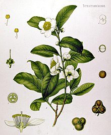 220px-Camellia_sinensis_-_Köhler–s_Medizinal-Pflanzen-025.jpg