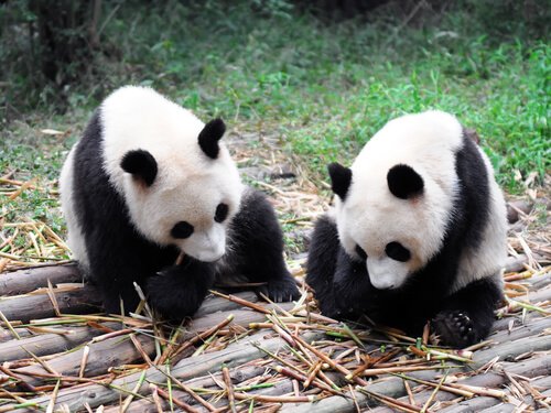 el-mejor-trabajo-del-mundo-es-abrazar-osos-pandas.jpg