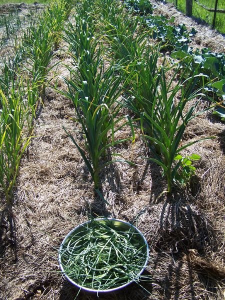 Garlic scapes - 1st harvest crop June 2016.jpg