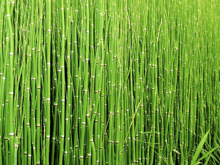 scouring-rush-horsetail-216066_960_720.jpg