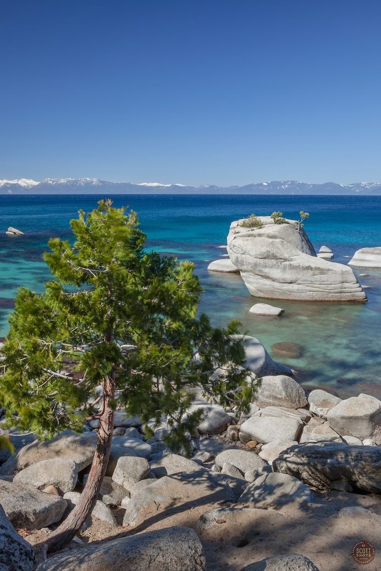 Tree at Bonsai Rock 1.jpg