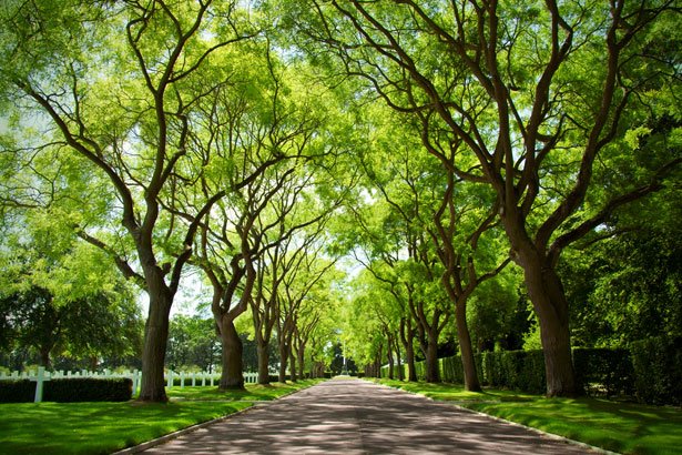 green-canopy-871296663853kkb.jpg