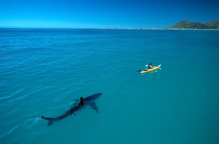 White+Shark+Kayak++140+MB+Scan+b©Thomas+P.+Peschak.jpg