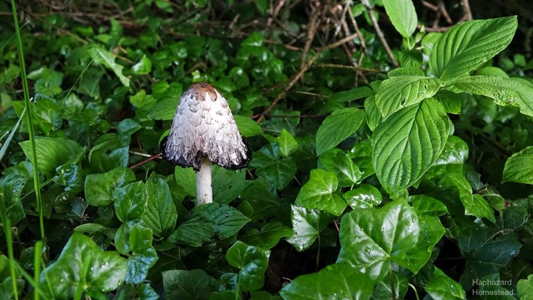 x shaggy mane DSC00628-1.jpg