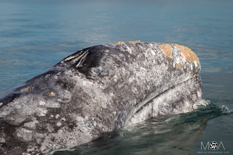 Gray Whale Closeup.jpg