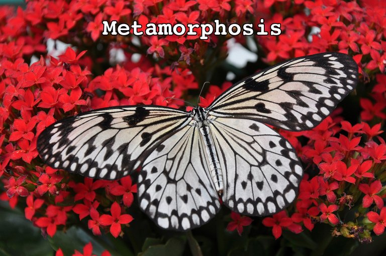 metamorphosis.jpg