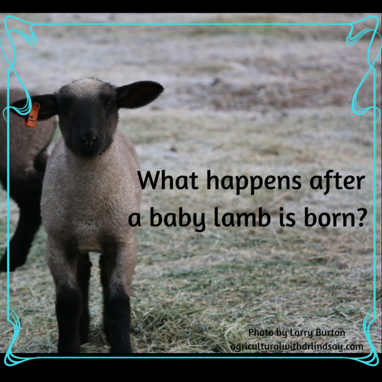 baby-lamb.png