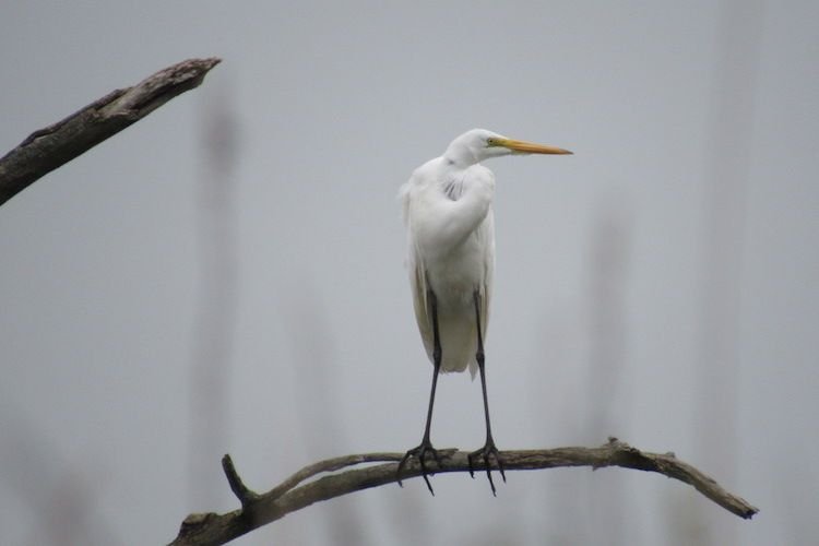 egret_copy.jpg