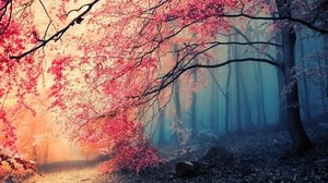 tree_fog_nature_beautiful_84257_300x168.jpg