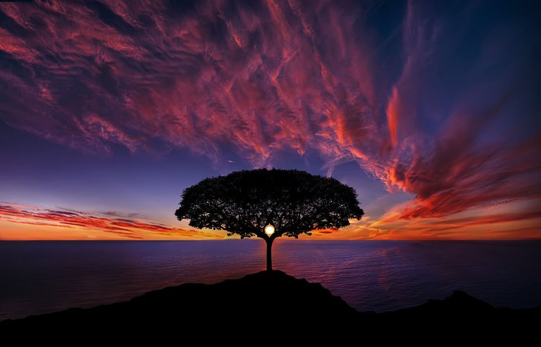 1280px-tree_in_sunset.jpg