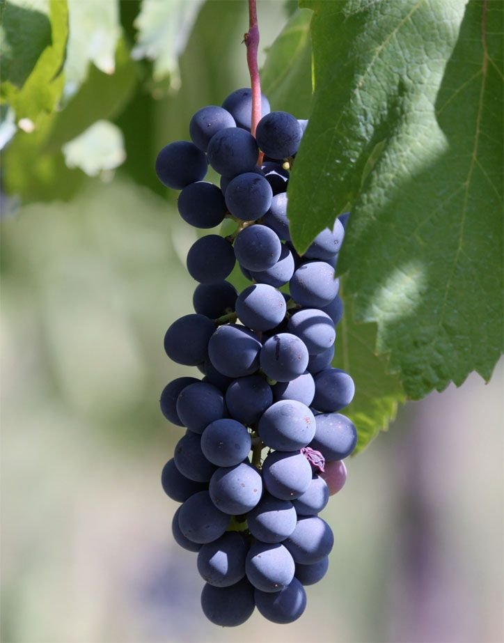 Abbuoto Grapes.jpg