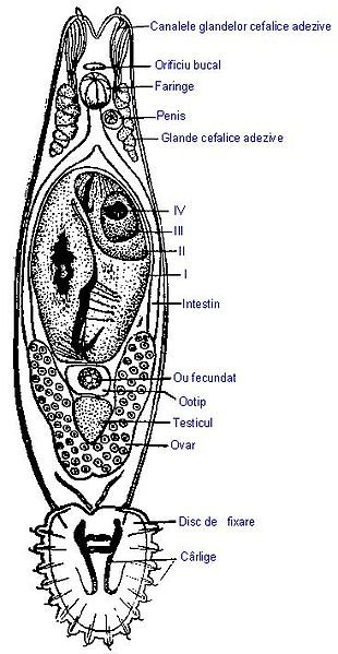 310px-Gyrodactylus_elegans.jpg