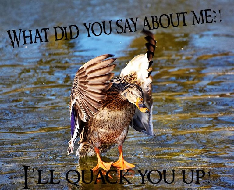 Quack.jpg