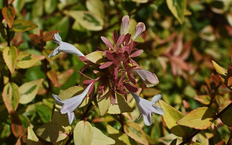 variegated-abelia-2476204_960_720.jpg