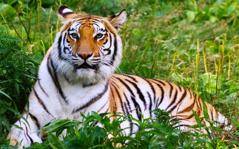 Animal-Tiger-Big-Cat-Grass-Full-HD-Desktop-Wallpapers.jpg