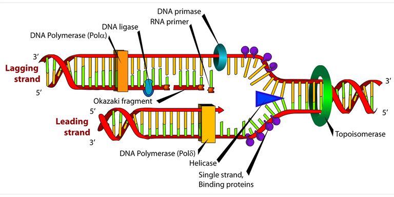 diagram-41531_1280.png