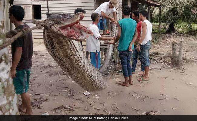 python-afp_650x400_71507189988.jpg