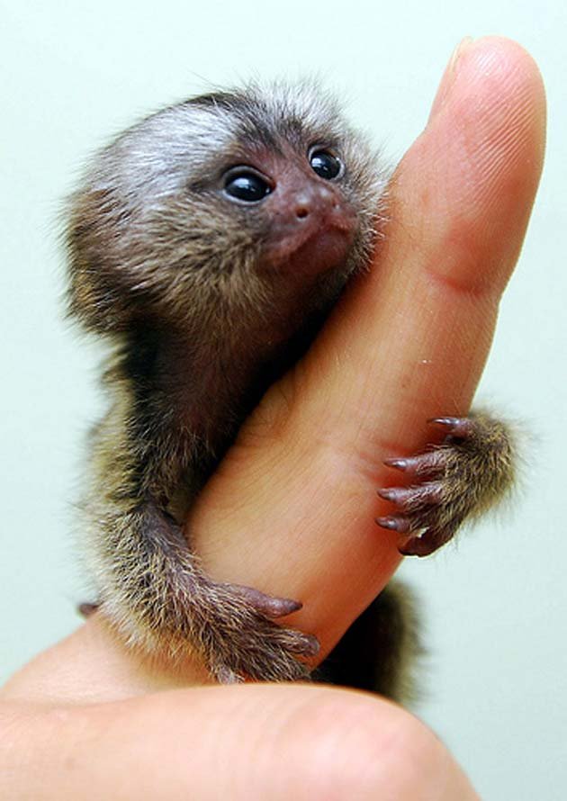 Patuljasti-marmoset5.jpg