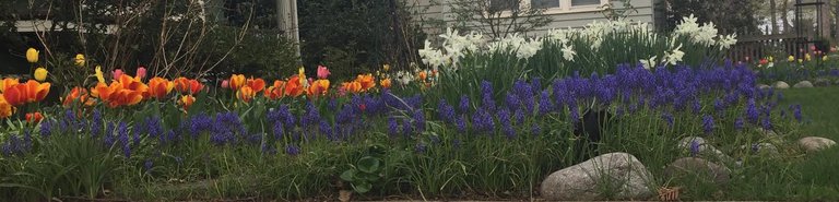 garden tulips bulbs 2.jpg