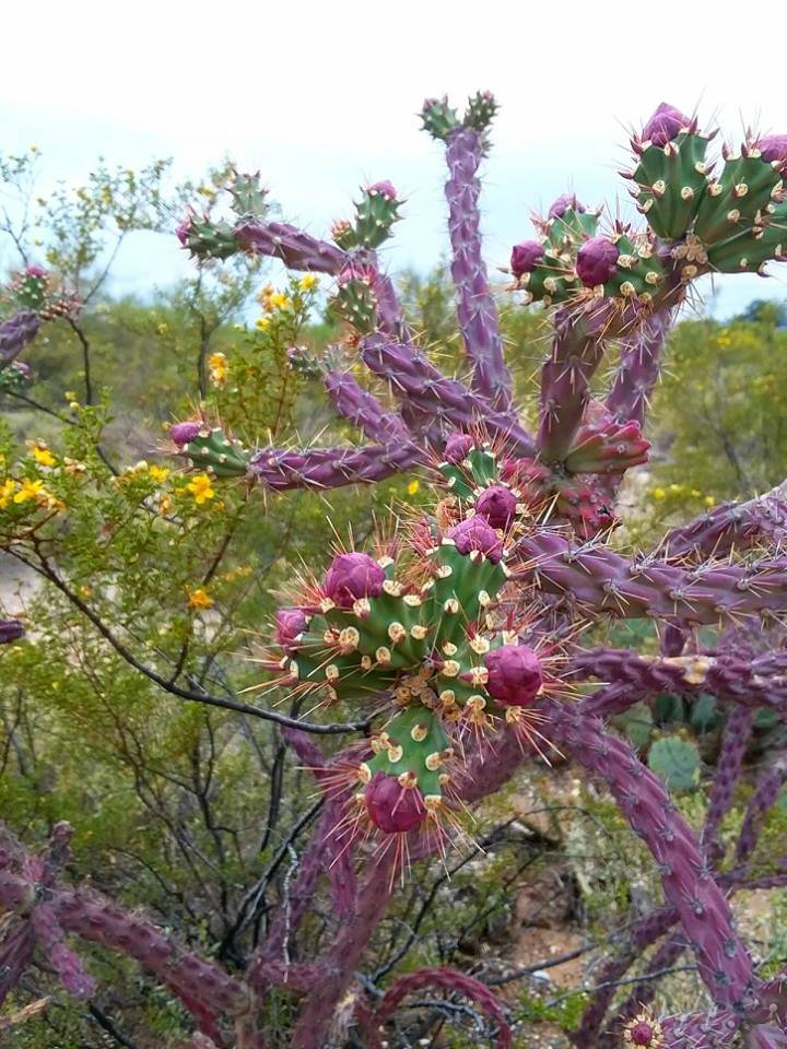 Purple cactus.jpg